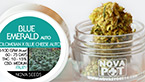 Medical nova seeds vignette de la galerie photo hd de medical nova seeds