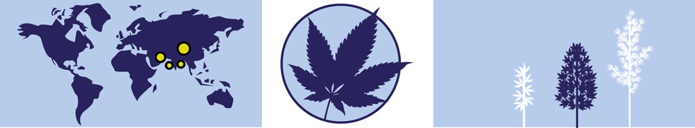 Carte des cannabis Sativa