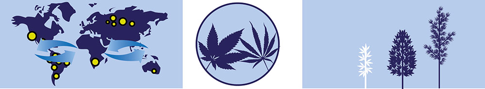 Carte des cannabis Sativa