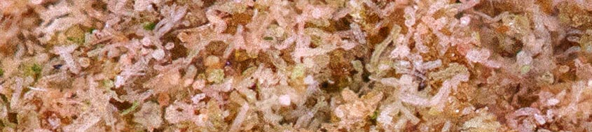 Ice o Lator - grande qualité Ice O Lator - haute qualité