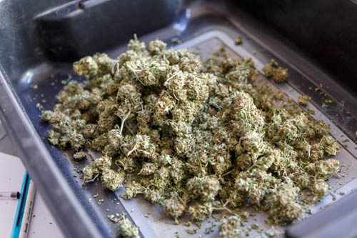 cannasonic pour extraction