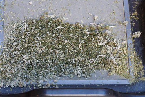 cannabis sorti du tube d'extraction
