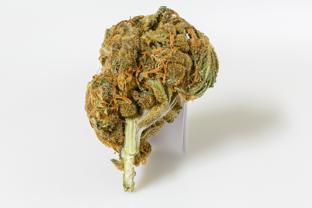 photo amnesia medical nova seeds