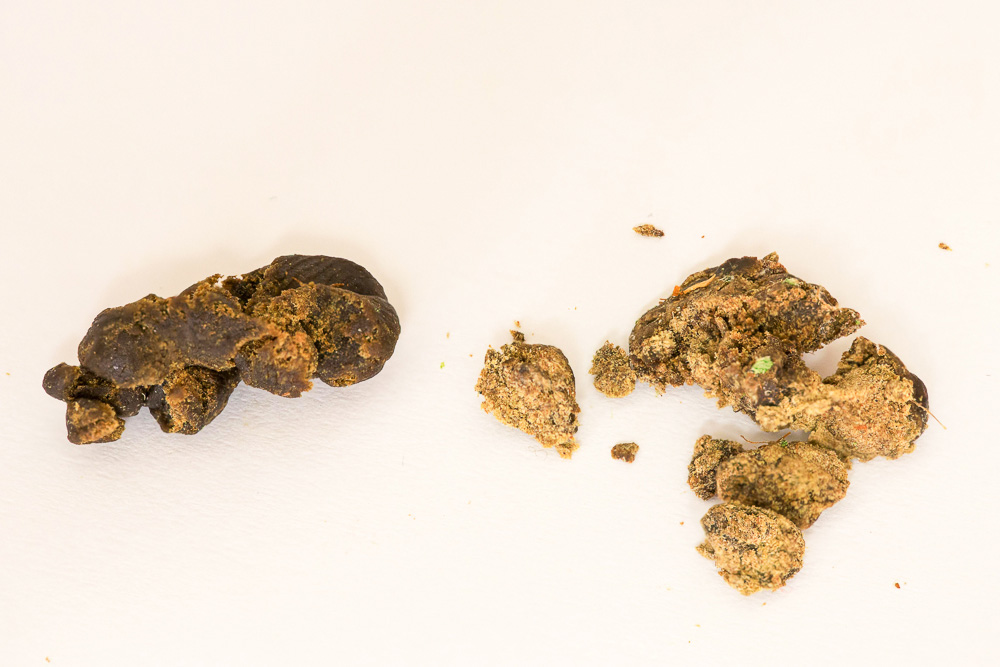 photo 1e et 2e presse critical kush