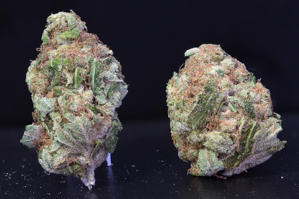 photo de blue-elephant medical seeds cannabis macro zoom