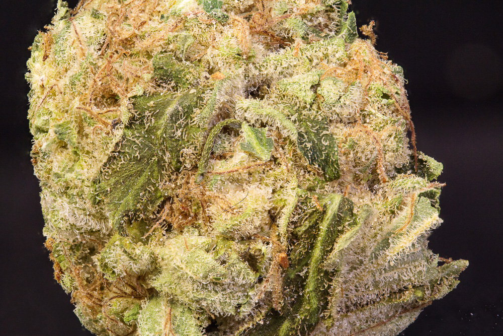 photo de blue-elephant medical seeds cannabis macro zoom