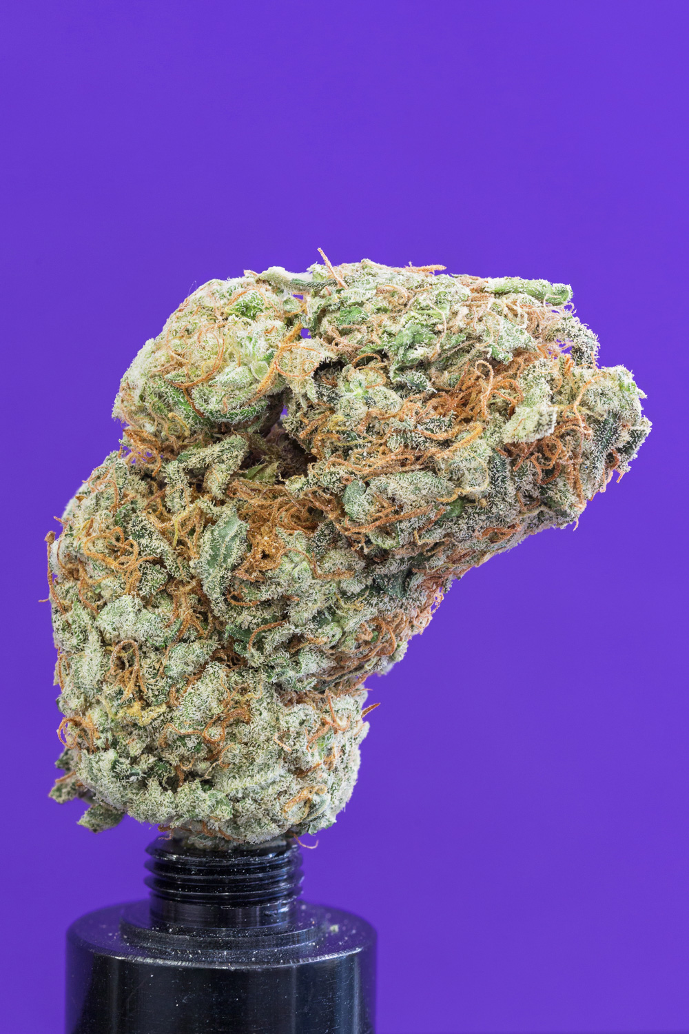 photo de blue dream macro zoom