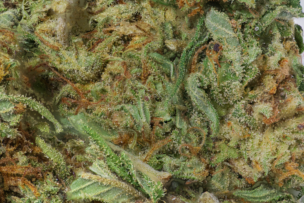 photo California Kush medical nova seeds