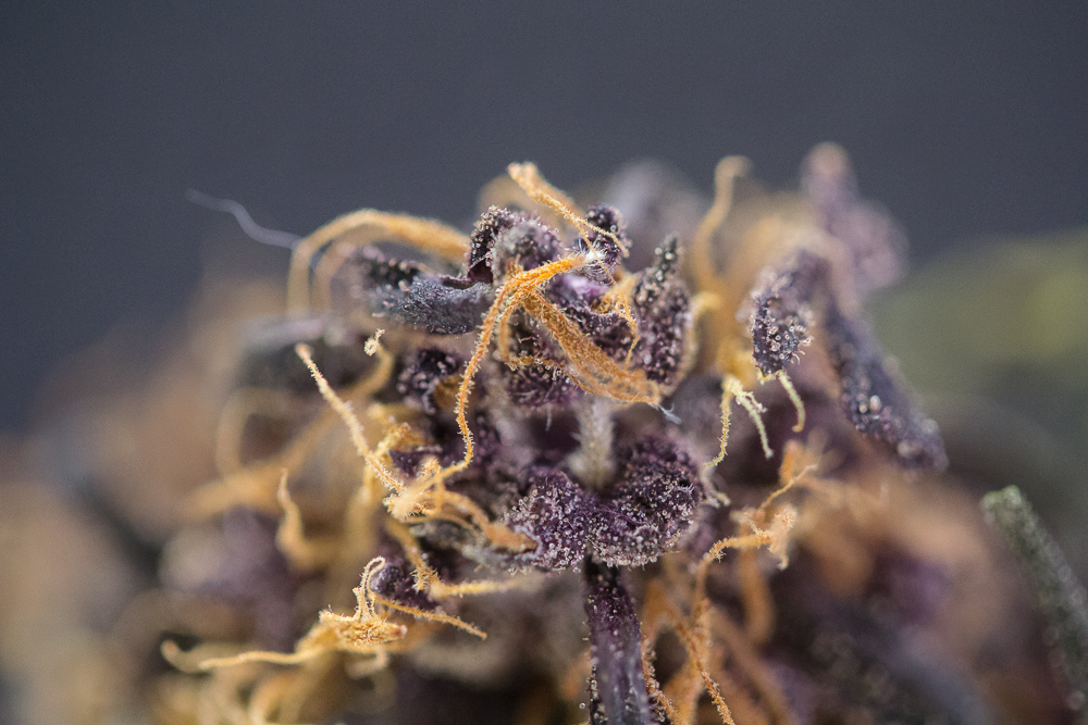 photo dark devil sweet seeds