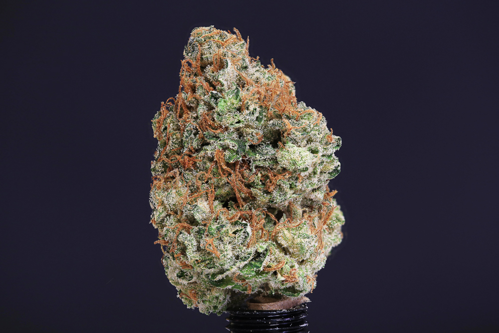photo de dinachem macro zoom