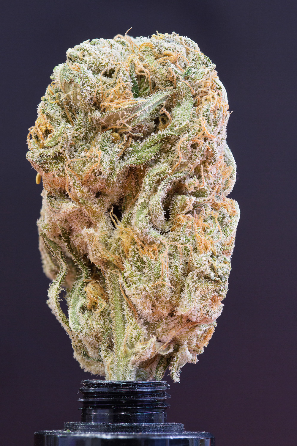 photo cannabis jack kinky