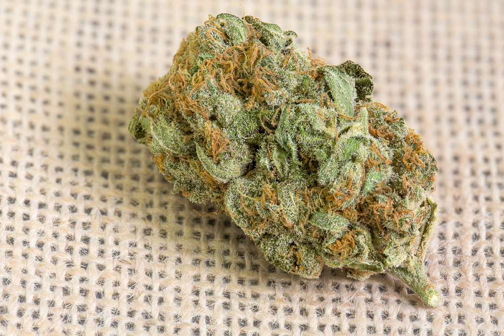 photo cannabis jack kinky