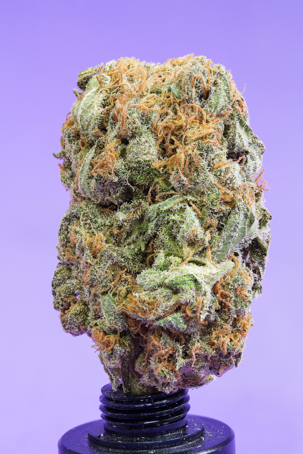 photo cannabis jack kinky
