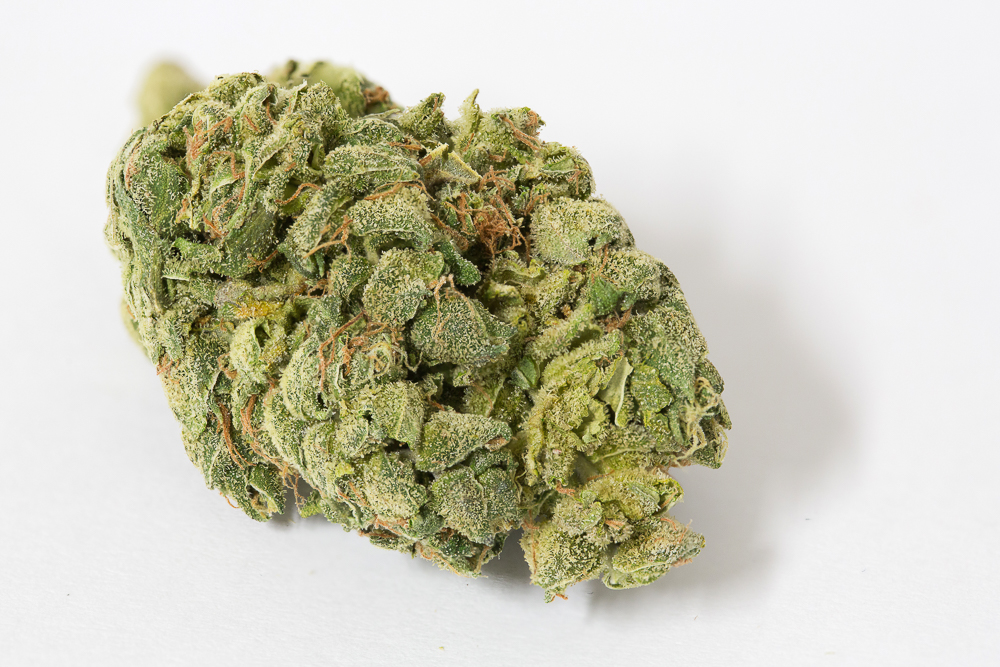 photo LA cheese cannabis medical nova seeds