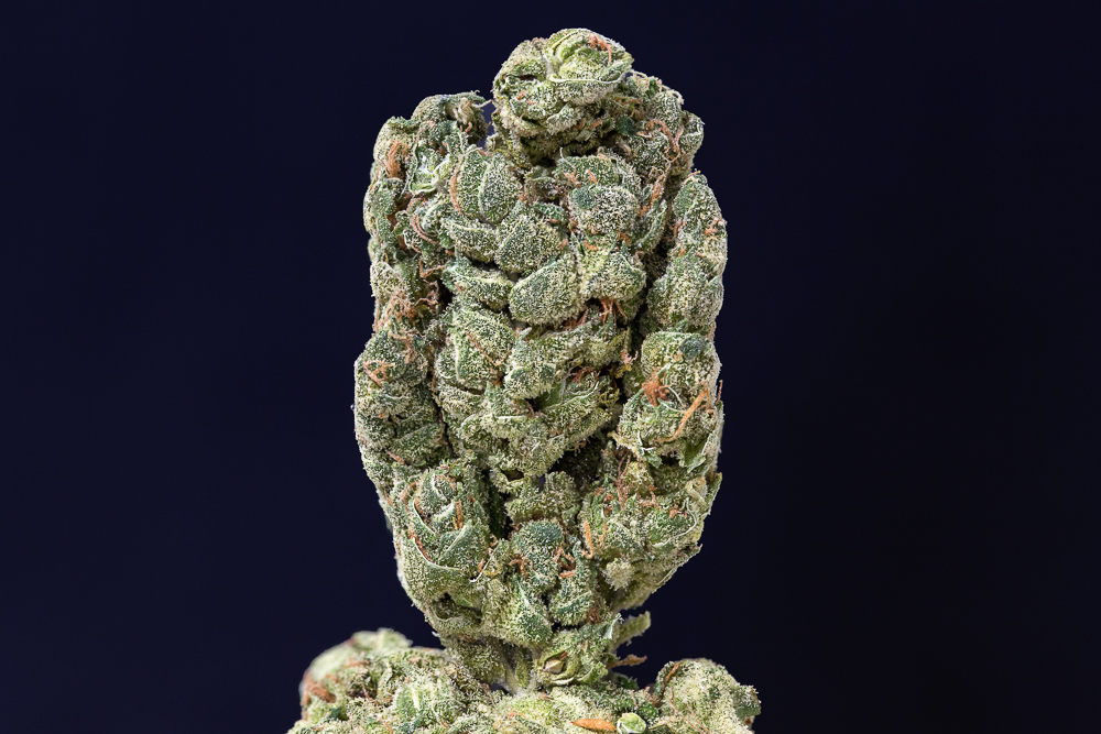 photo LA cheese cannabis medical nova seeds