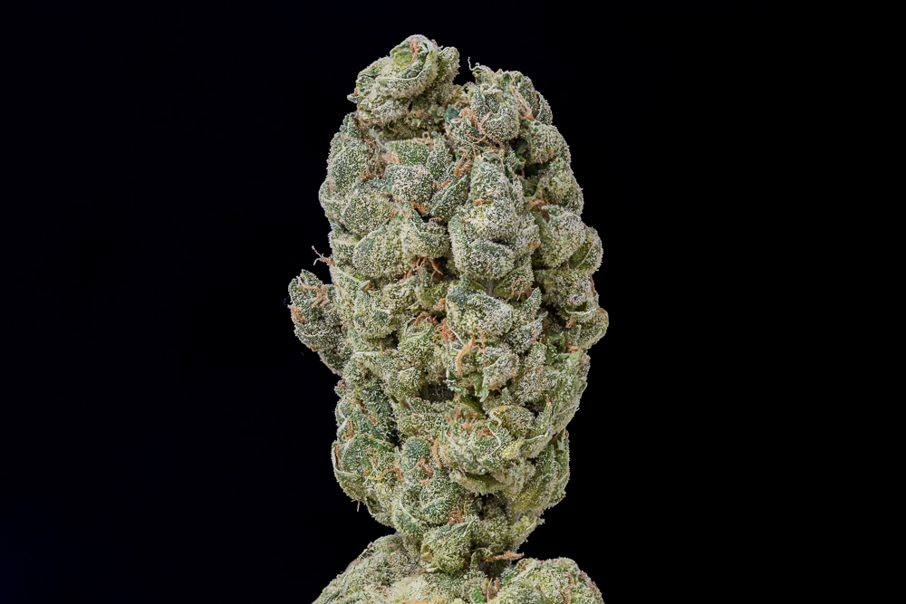photo LA cheese cannabis medical nova seeds