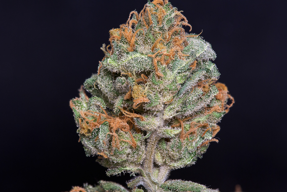 photo de negra44 macro zoom
