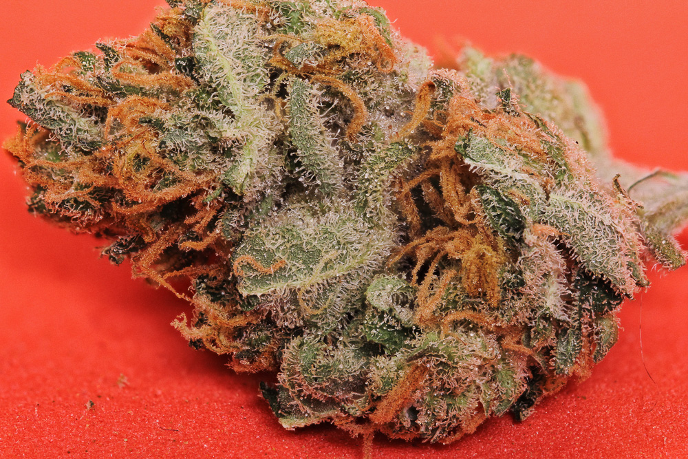 photo de negra44 macro zoom