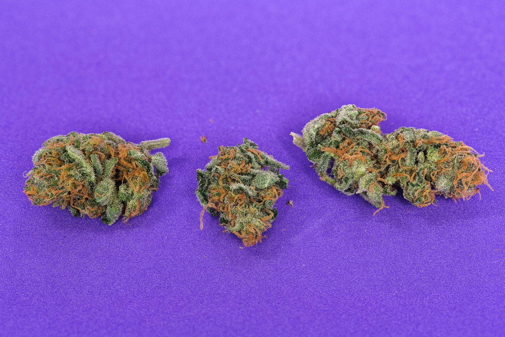 photo de negra44 macro zoom