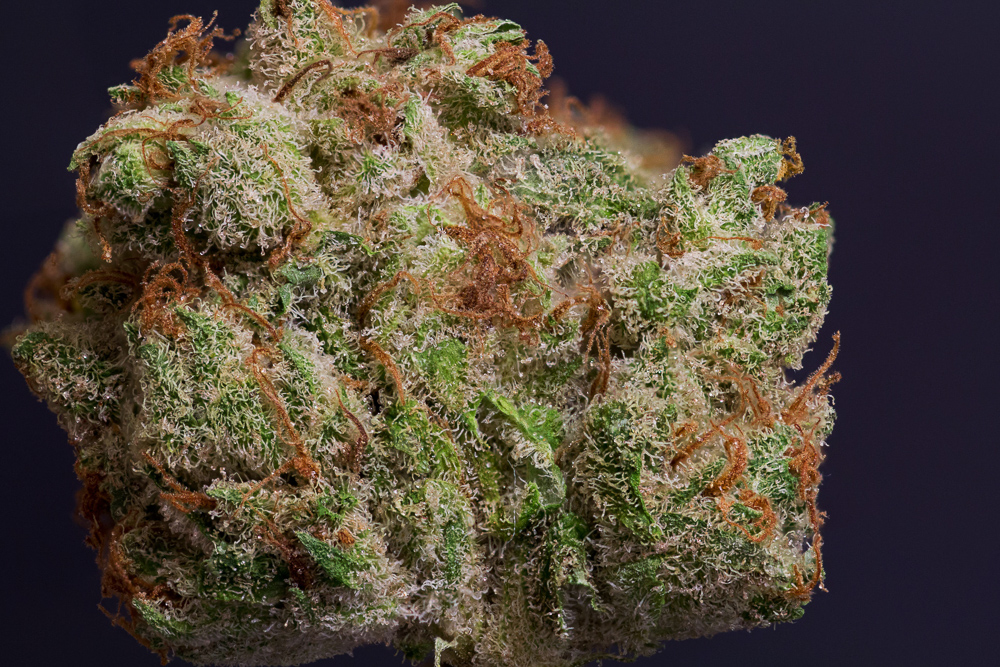 photo de pink paradise macro zoom
