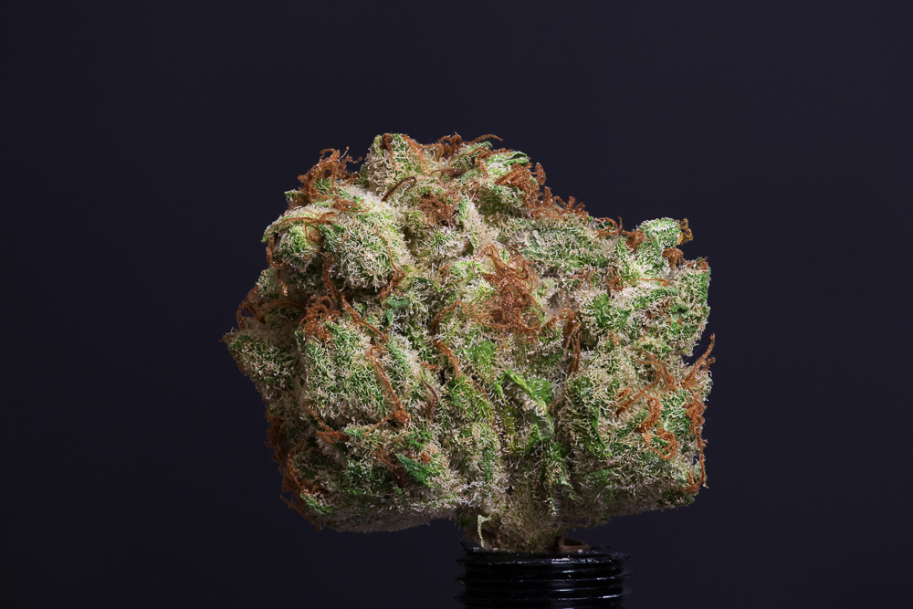 photo de pink paradise macro zoom