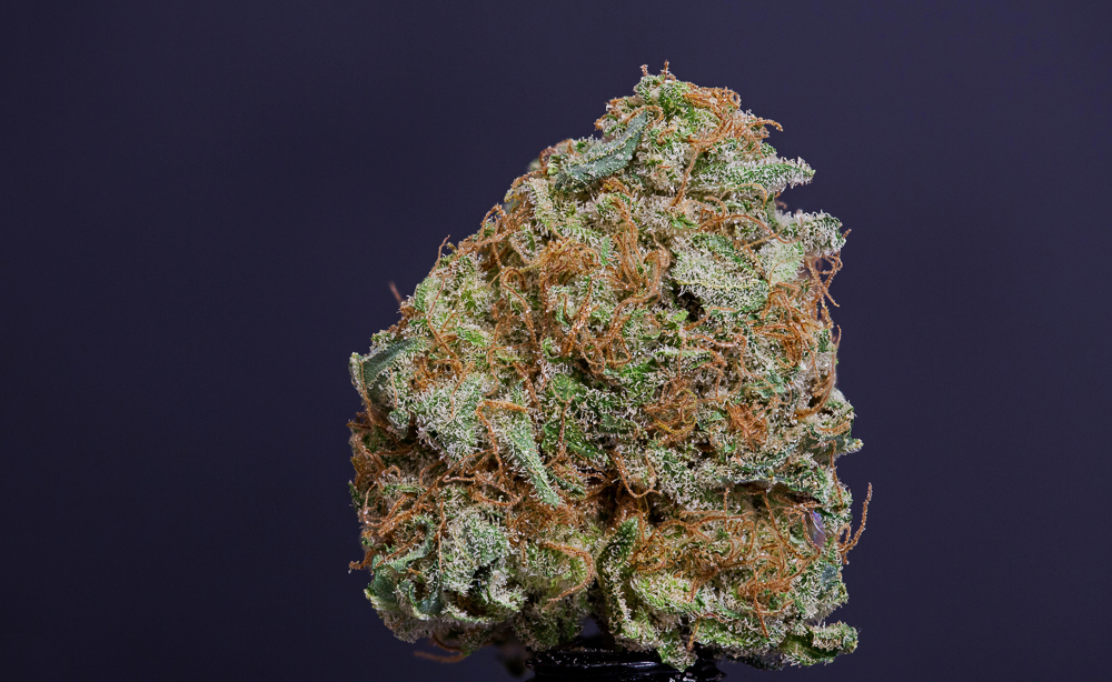 photo skunk 94 medical nova seeds