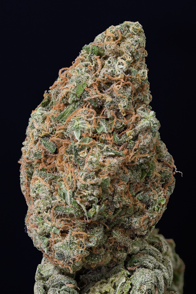 photo skunk 94 macro