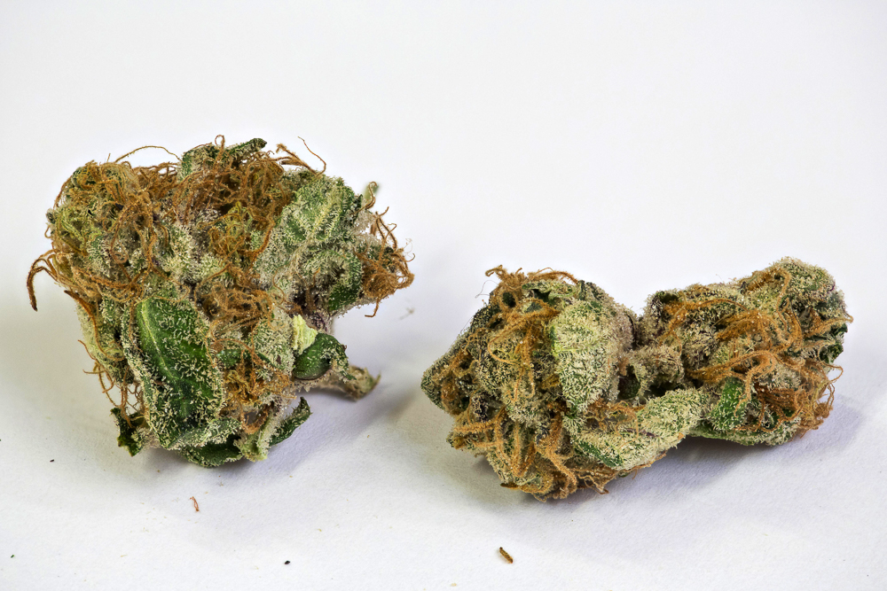 photo de blue dream macro zoom