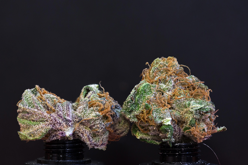 photo de blue dream macro zoom