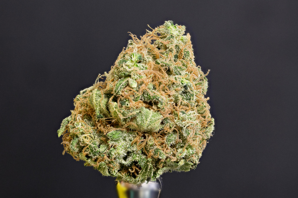 photo super skunk sensi seeds macro