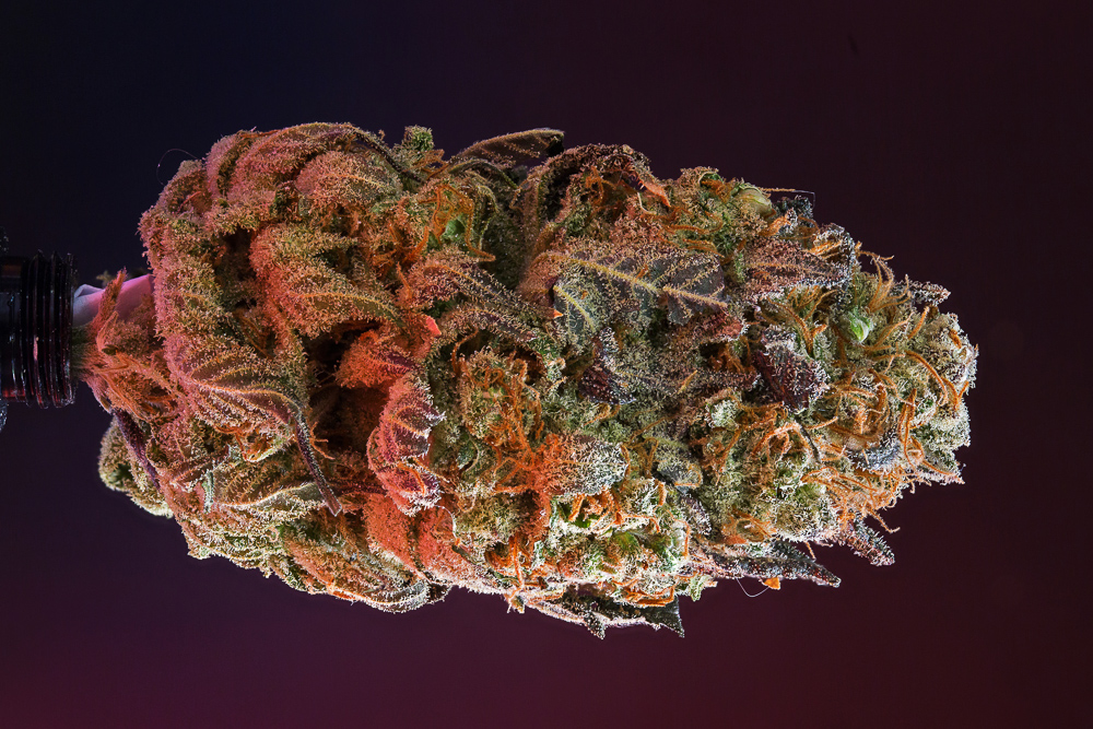 photo de trainwreck humboldt macro zoom