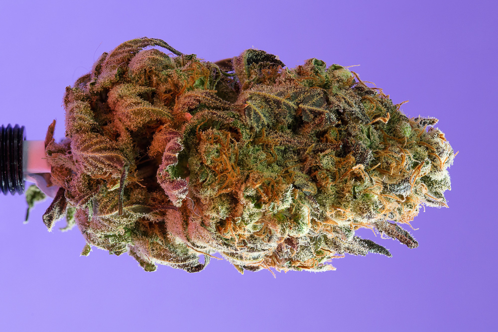 photo de trainwreck humboldt macro zoom
